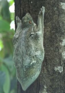 flying_lemur